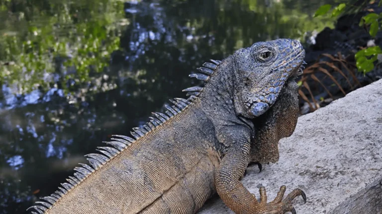 Iguana