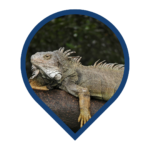 Iguana