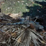 Iguana Info