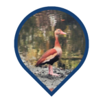 Pato