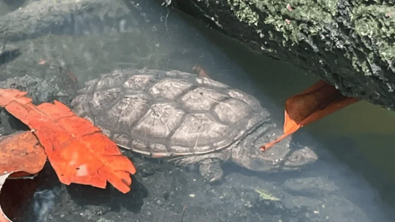 Tortuga terrestre