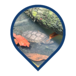 Tortuga terrestre