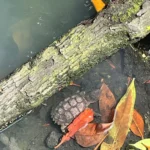 Tortuga terrestre