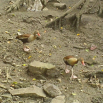 Pato Info